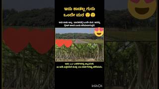 ಕಾಡನ್ನು ಬೆಳೆಸಿ ನಾಡನ್ನು ಉಳಿಸಿ ಈ ಮಾತು ಸುಳ್ಳಾಗಿಲ್ಲ ನೋಡಿ,ಇಲ್ಲಿ ಒಂದೇ ಮರನೇ ಕಾಡಷ್ಟು ಬೆಳದಿದೆ 4.67ಎಕರೆಲಿ 1 ಮರ