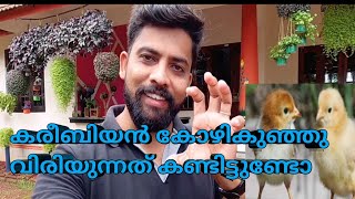 കരീബിയൻ കോഴികുഞ്ഞു വിരിയുന്നത് കണ്ടിട്ടുണ്ടോ /ncubator and brooder for chicks