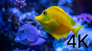 4k video,the most beautiful undersea creatures,nature relaxation + relaxing music #undersea #relax
