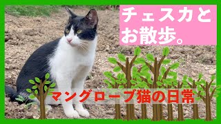 【保護猫】チェスカとお散歩。途中ではぐれるけどマングローブ林で遊んでた🐱 Taking a walk with Franchesca. Cat loves to play in mangrove 🌳