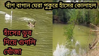 হাঁসের পুকুরে ডুব দিয়ে গুগলি খোঁজা   হাঁসের কোলাহল    সাড়া পুকুর হাঁসের মেলা  Haser mela