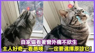 自家貓看著窗外痛不欲生，主人好奇一看感嘆：一定要選擇原諒它！