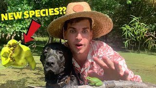 How to Find and Catch Green Tree Frogs (In SHREKS SWAMP!?) *creature feature*