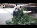 20150712圓仔推橘桶 u0026打窩窩頭吃早餐 the giant panda yuan zai