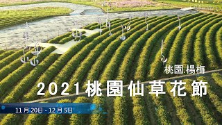 2021桃園仙草花節!搶先看!|癒風仙境|楊梅仙草花節|島嶼的蒼穹空拍311|4K空拍-Bee Show-2020 TAIWAN