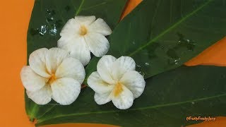 Carving 2 Styles of Champey Flowers from Radish to Decorating & Garnishing your Dish