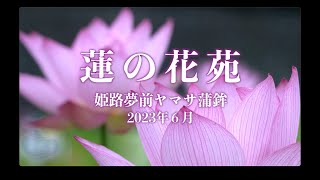 兵庫姫路市のヤマサ蒲鉾「蓮の花苑」では、花蓮が優美な花を咲かせています。2023年６月