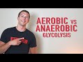 Aerobic vs. Anaerobic Glycolysis | What is Lactate?