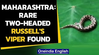 Rare two-headed Russell's Viper found in Maharashtra: Watch | Oneindia News