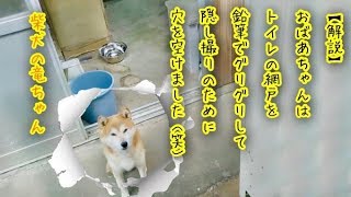 柴犬竜ちゃん 僕ここにいるよおばあちゃん