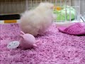 ポメラニアンのぽむくん一人遊び pomeranian puppy