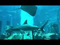 sharks rays and surprises you d never expect 😲 travel viralvideo video trending viralvideos