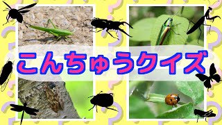 【幼児 子供向け虫アニメ】こんちゅうクイズに挑戦！虫さんど〜れだ？カブトムシ クワガタ てんとう虫 カマキリ 赤ちゃん子供が喜ぶ知育動画 insects animation for kids