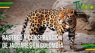 Rastreo y Conservación de Jaguares en Colombia - TvAgro por Juan Gonzalo Angel