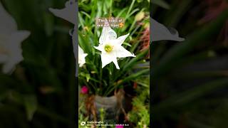 মুক্ত ঝড়ানো তিন লিলি 🥰#flowers #lily #lilyflower #flowerlover #lilylover#viral #shortsart #minivlog