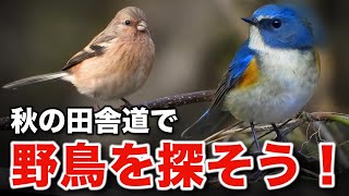 クマタカの飛翔を目撃！バードウォッチングで学ぶ野鳥の生態～