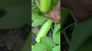 Bottle gourds - Quick look how they are growing in my garden