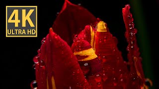 Vibrant Red and Yellow Tulips in 4K video | Breathtaking Macro Photography