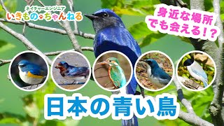 日本の青い鳥たち【瑠璃三鳥】