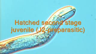 Nematodes in Focus I-b: Embryogenesis in the potato cyst nematode Globodera