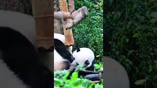 Giant panda Huahua and her sister Heye have such a good relationship #panda #cute #funny #cutepanda