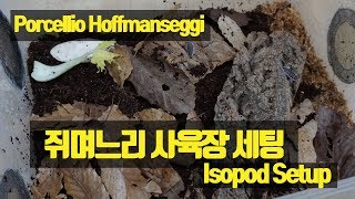 해외 쥐며느리 호프만의 사육장 세팅 Isopod Setup Porcellio Hoffmanseggi