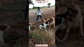 Jojo jimmy vs street dog fight 😡#germansheparddog #ytshorts #cuteanimal #pet# army dog