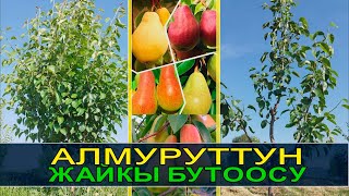 АЛМУРУТТУ ЖАЙКЫ БУТОО ЫКМАСЫН ҮЙРӨТӨБҮЗ.  КМЦ КЫРГЫЗСТАН