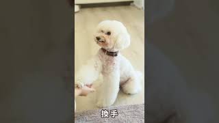 寵物美容師如何訓練他的狗狗？