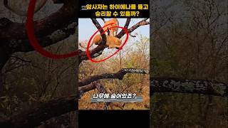 암사자는 하이에나를 뚫고 승리할 수 있을까?? #lion #hyena