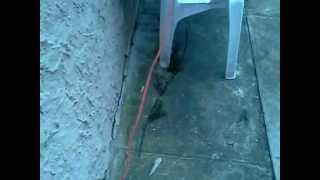 Neighbor steals electricity
