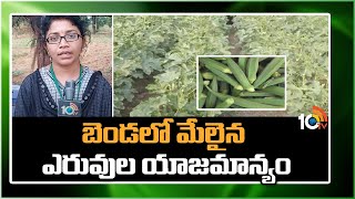 బెండలో మేలైన ఎరువుల యాజమాన్యం | Better management of fertilizers | Matti Manishi | 10TV