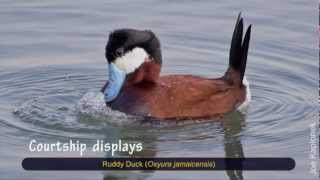 Mysterious behaviors of Ruddy Ducks