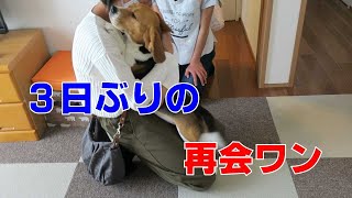 ひさしぶり 【おてんばビーグルふくちゃん】 その185