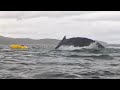 humpback whale swallows chilean kayaker in shocking video