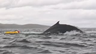 Humpback whale swallows Chilean kayaker in shocking video