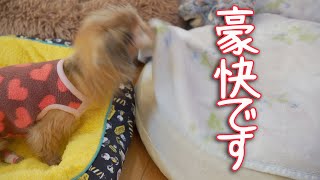 【18歳と15歳老犬カニンヘンダックスVlog】お気に召さない老犬はとことん追求します