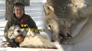 아저씨가 부르면 오는 개 같은 늑대🐺 야생성을 갖고 있지만 아저씨 앞에서는 무장해제?!｜KBS주주클럽 030217 방송