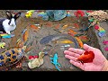 Fishing for colorful ornamental fish in the pond, big catfish, koi fish, betta fish, turtles.part858