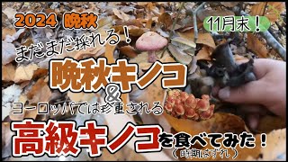 【キノコ採り 2024⑫】まだまだ採れる！晩秋キノコ＆ヨーロッパでは珍重される高級キノコを食べてみた！(時期外れ)11月末