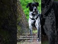 5 German Shorthaired Pointer Facts