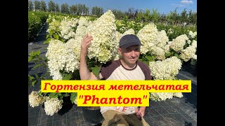 Гортензия метельчатая Фантом Hydrangea paniculata Phantom