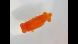 【田中氏】仕上がりの良い赤らんちゅう　当歳魚　 　約15ｃｍ　メス？