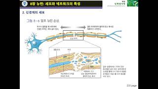 생리학 12주차-1 생리학 8장 뉴런