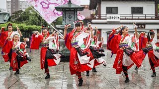 麗🌸夏桜組 ～ さくら咲乱 ～ 西新井大師よさこいフェスタ 2019