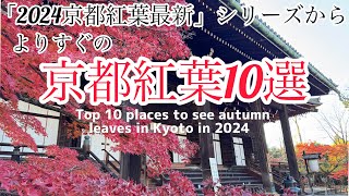 「2024京都紅葉最新」シリーズからよりすぐりの京都紅葉10選！Top10 places to see autumn leaves in Kyoto in 2024 #京都黒柴散歩