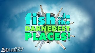 Aquatasy - Fish in the Darnedest Places - Episode 01 - You Found Fish WHERE?