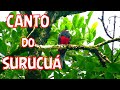 SURUCUÁ #ave silvestre cantando ao vivo da natureza (Trogon surrucura)