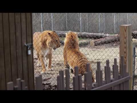 Are ligers aggressive?