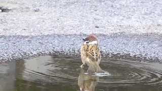 ムビる02770 超かわいい水浴びするスズメ Sparrow that bathing